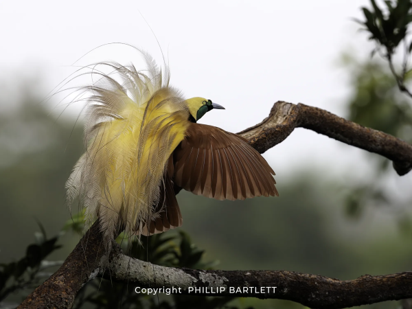 Bird of Paradise Indonesia