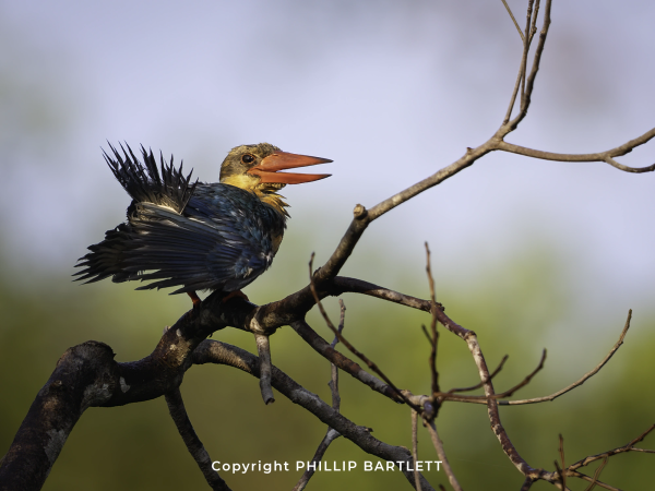Borneo bird tours