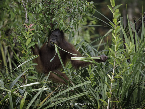 Borneo Orangutan Tour