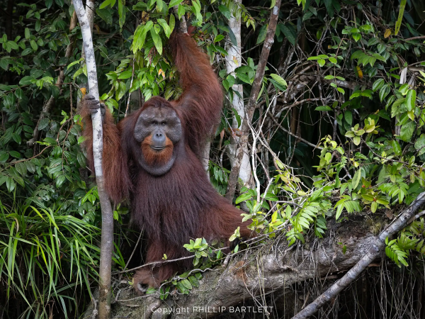 borneo orangutan