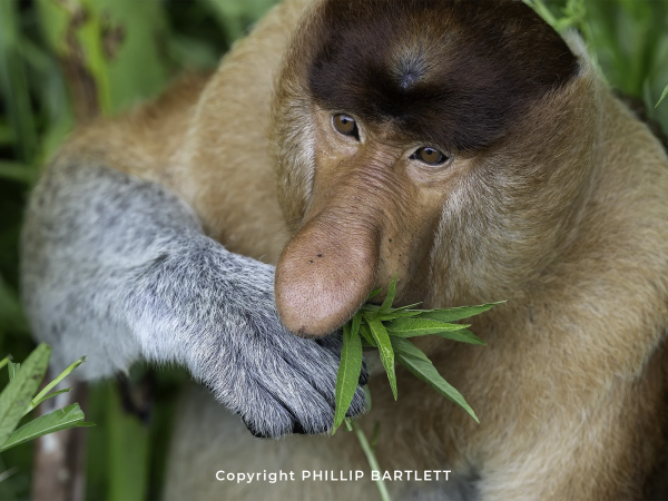 Borneo Photo Tour Proboscis