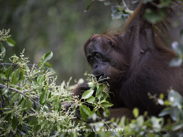 Borneo Photo Workshop Orangutan
