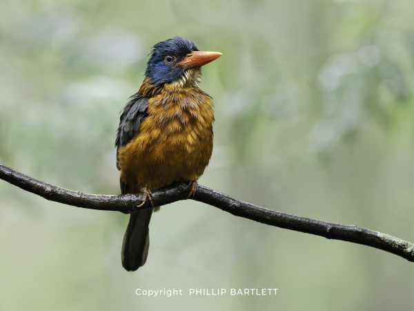 Green-backed Kingfisher Indonesia