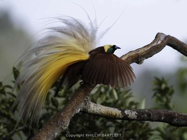 Indonesia Bird of Paradise 2028