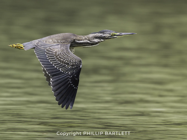 Indonesia Bird Photos