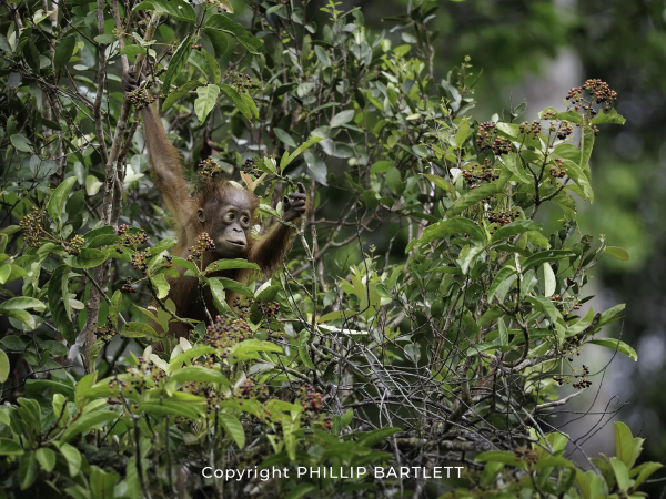 Orangutan Baby Photo