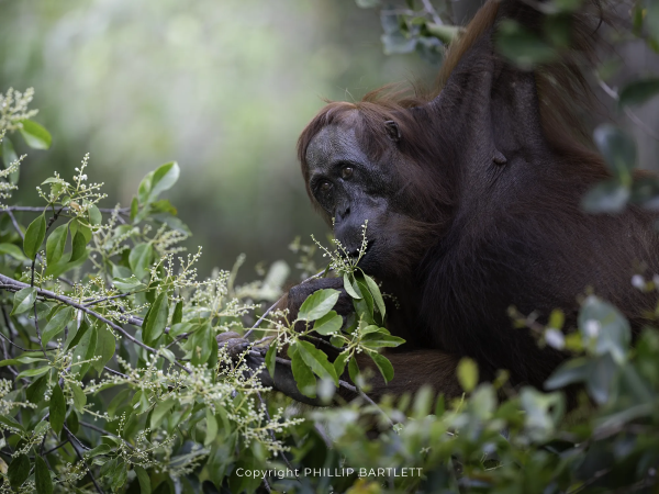 Orangutan Borneo Photo Tour