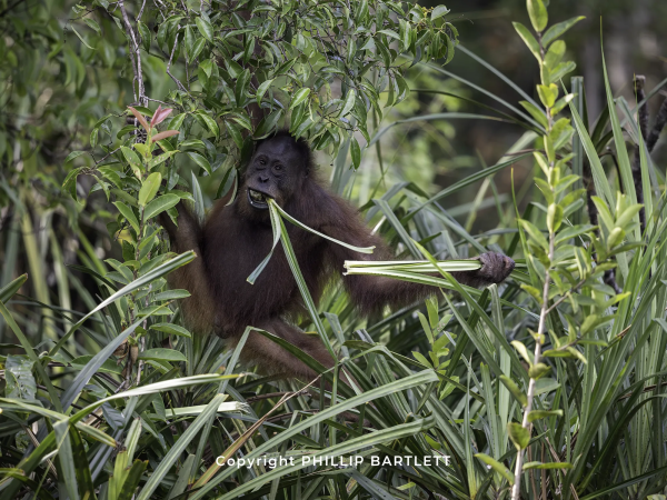 Orangutan Borneo Photo Tours