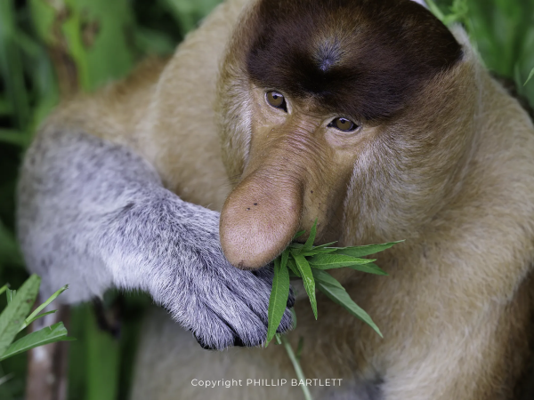 Proboscis Monkey Borneo