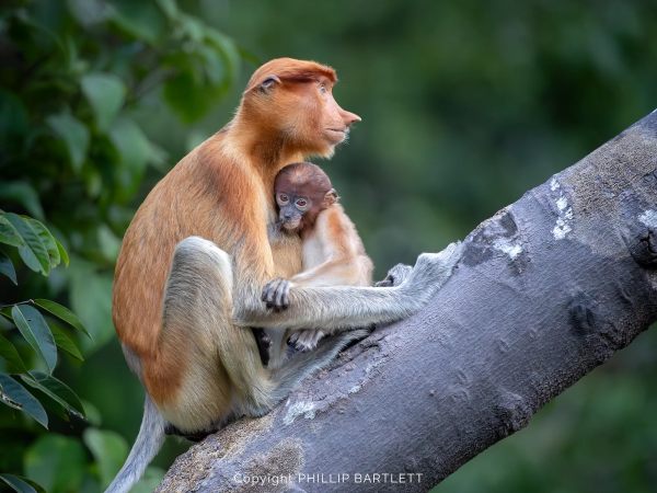proboscis monkey