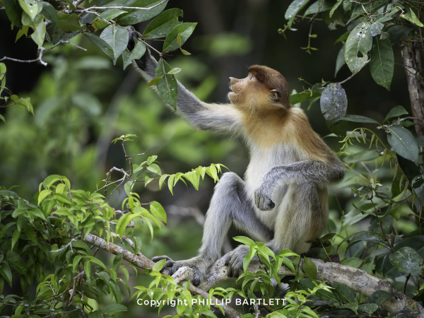 Proboscis Photo Workshop Borneo