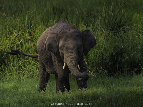 sumatran elephant photo tour